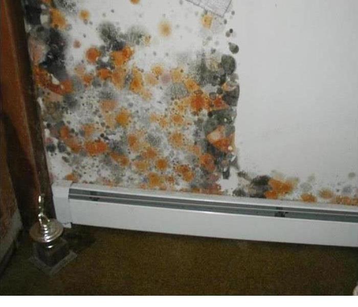 Mold growth on a wall in a Jacksonville home